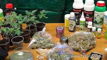 Gardone, blitz nella casa di un coltivatore di «erba» - Brescia Oggi
