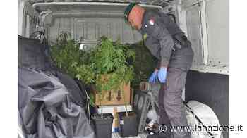 Il corriere della droga parte da qui Sequestrati 14 chili di erba e coca - LA NAZIONE