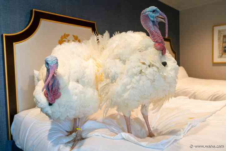 Trump set to pardon turkeys, Cob and Corn