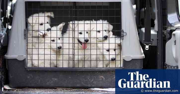 Eurotunnel dog travel clampdown sparks concerns from rescue charities