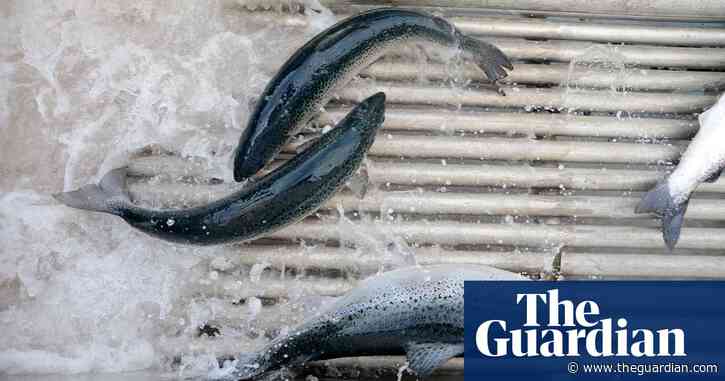 Fears for environment after 50,000 fish escape salmon farm in Tasmania