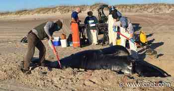 Critically endangered whale calf found dead in devastating discovery     - CNET
