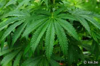 Cannabiskwekers riskeren zware celstraffen