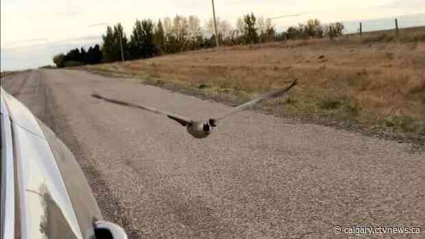 Canada goose from Hanna, Alta. spotted in Nebraska