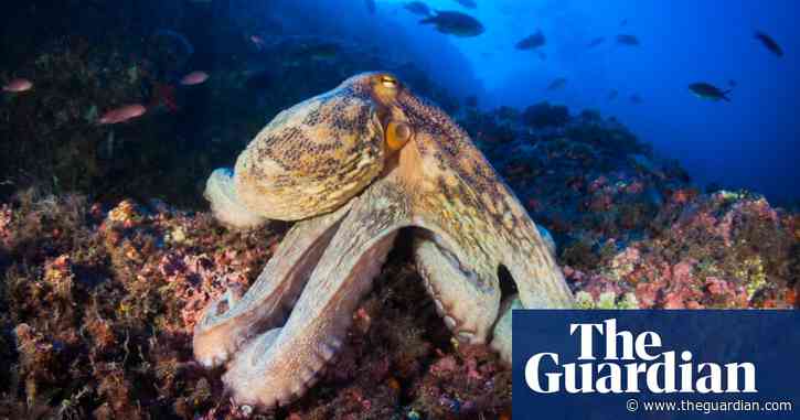 Specieswatch: each octopus arm may have a mind of its own