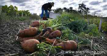 Historic Oliver Kelley Farm in Elk River grows 9,000 pounds of produce to donate to food shelf