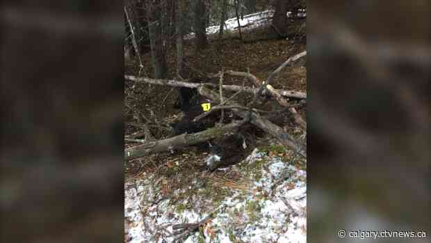 2 charged after illegally killing grizzly bear, assaulting witness