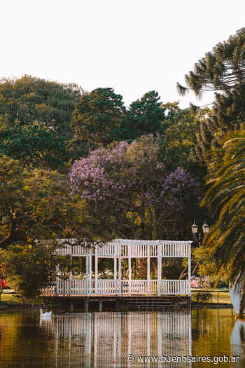 Video y fotogalería: la Ciudad florece con sus jacarandás - buenosaires.gob.ar