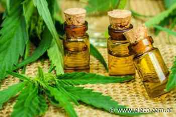 Buenos Aires y Tandil en particular, buscan marcos regulatorios propios para el uso de cannabis medicinal - El Eco de Tandil