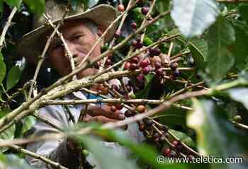 Unas mil personas llegaron a la Zona de Los Santos para cosecha de café - Teletica
