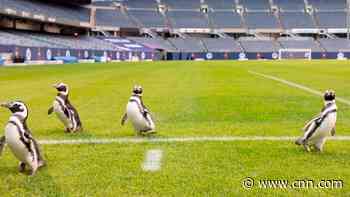 Watch penguins take over an NFL field