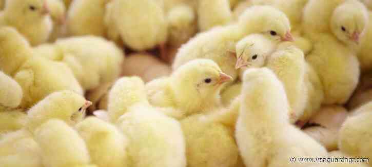 Scarcity of day-old chicks hits Akwa Ibom, as govt hatchery lies fallow