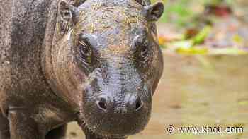 Houston Zoo welcomes 450-pound male pygmy hippopotamus - KHOU.com