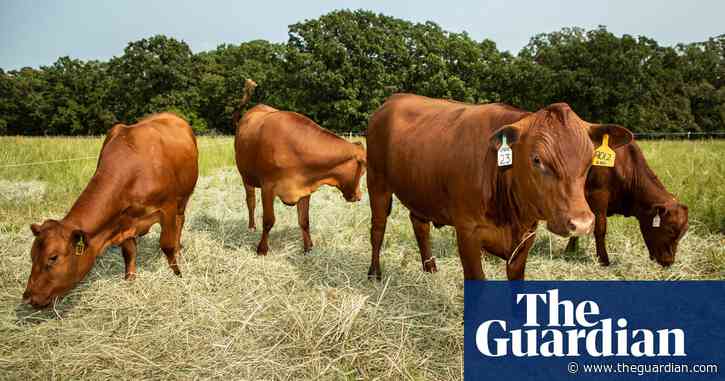Meet the South Poll cow: the healthier, naturally raised cattle of the future?