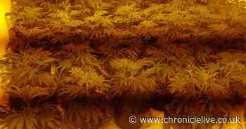 Suspicious members of the public alert police to cannabis farms in Wearside