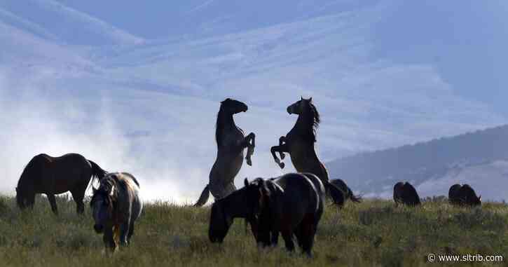 Letter: Horse sterilization plan is a moral catastrophe