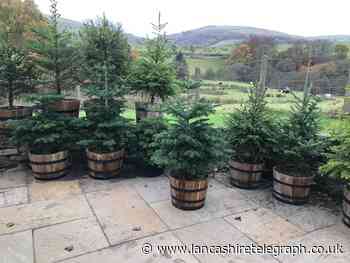 Where to buy a real Christmas tree in Lancashire