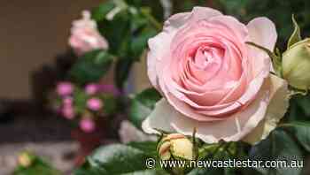Gardening | A blooming season of the budding rose | The Star | Newcastle, NSW - Newcastle Star