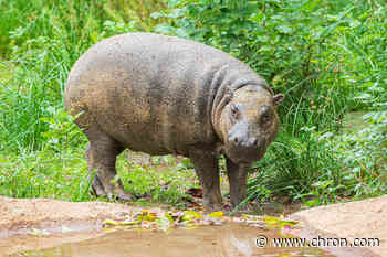 Welcome to Houston, tiny hippo
