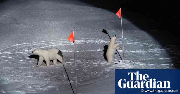 Two polar bears come sniffing in the Arctic night: Esther Horvath's best photograph