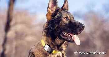 Get a Fi Series 2 GPS dog collar for $74 (save $75)     - CNET