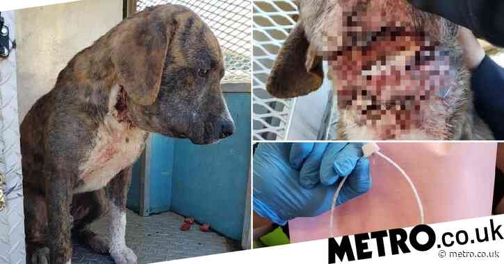 Animal torturer yanked cable ties tight around dog’s neck then left him to die
