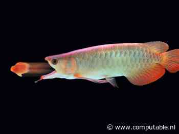 Intracto doet reuzenovername in Nederland