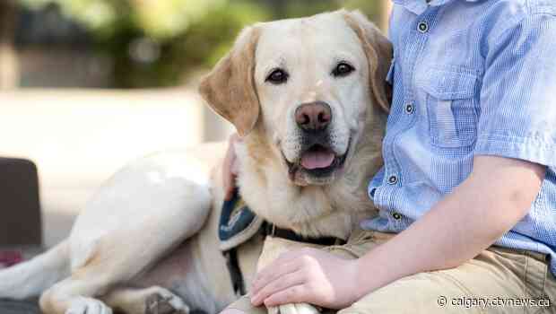 Service dog retiring after helping hundreds of Albertans