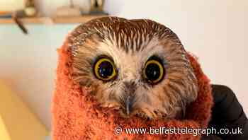 Owl rescued from New York Christmas tree returns to the wild