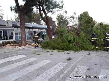 Cade un grosso pino in strada, intervento dei Vigili del Fuoco - Riviera Oggi
