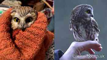 Rocky the owl back in the wild after Rockefeller Christmas tree rescue in New York