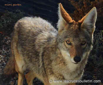 Arts Council December exhibition: 'Untethered Times' - Las Cruces Bulletin