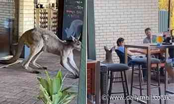 Patrons film a relaxed kangaroo slowly jumping through an Australian beer garden