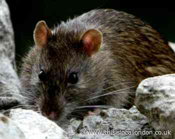Rats have been 'breeding like crazy' during lockdown