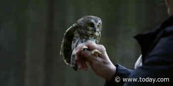 Rocky, the Rockefeller Center Christmas tree owl, is released back into the wild