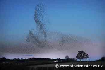Starlings on parade in spectacle near military base - St Helens Star