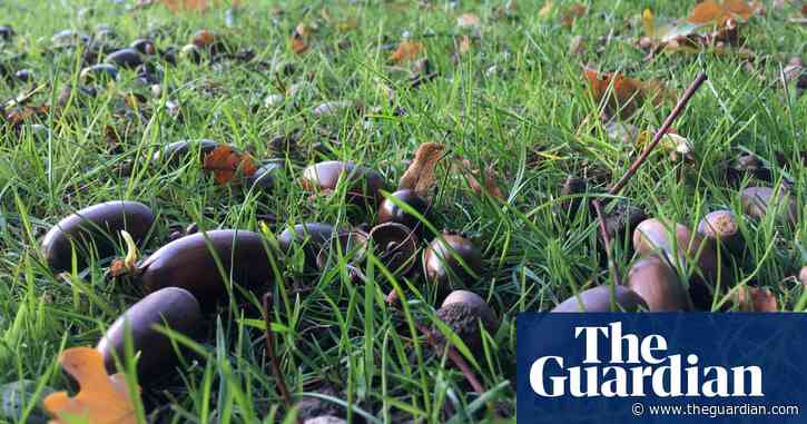 Country diary: a mast year for the mighty oak