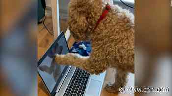 See dogs react to a Christmas song created just for them