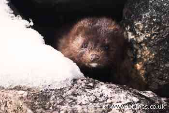 Zombie minks infected with mutated coronavirus rise from graves after culling