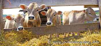 COVID-19: les éleveurs de veaux de lait au bord de la faillite