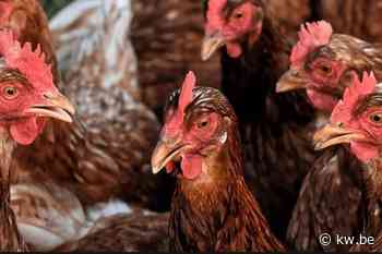 Besmettingshaard met vogelgriep in pluimveebedrijf in Menen