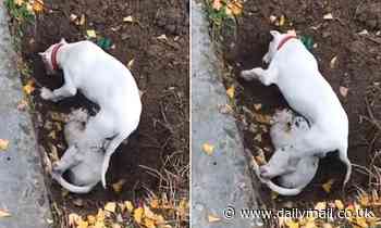 Puppy digs ground to wake up its buried dead sibling killed by car
