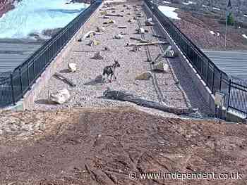 Animal crossing: watch wildlife use sky bridge to cross interstate safely