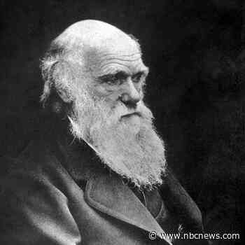 Darwin's iconic notebooks have been missing for years. Now, Cambridge University says they were stolen.
