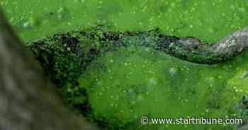 Don't go near the water: Some algae blooms are toxic to people, pets
