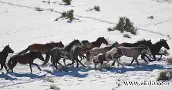 Letter: Why attack just the mares?