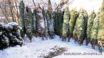'You don't want to wait': Christmas trees selling fast in Saskatoon