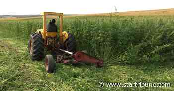 Test developed by University of Minnesota research could help hemp farmers keep crops legal