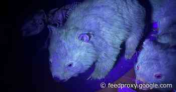 Scientists accidentally discover Australian marsupials glow in the dark     - CNET