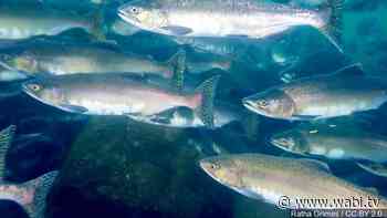 Proposed Belfast salmon farm clears hurdle with Maine BEP - WABI